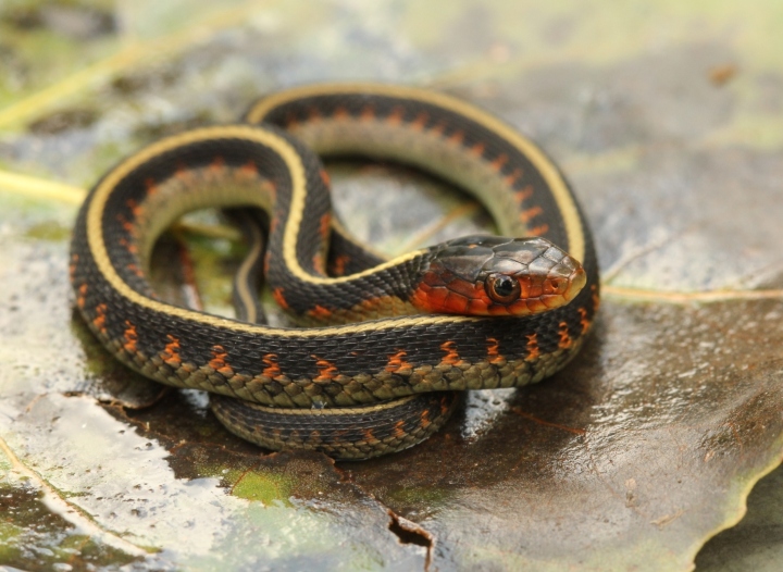 Oregon Red-spotted Garter Snake